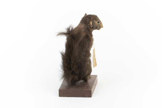 Carolina Squirrel standing on a wooden platform facing front and looking right