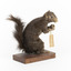 Carolina Squirrel standing on a wooden platform facing front and looking right