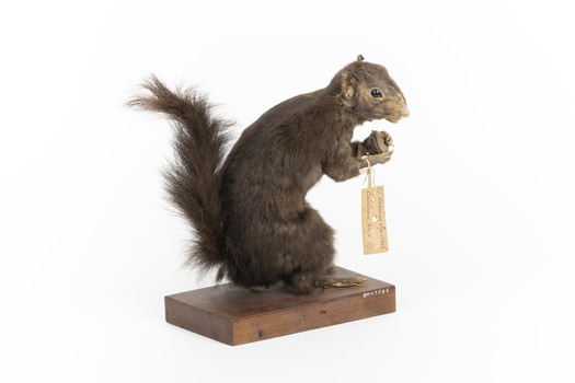 Carolina Squirrel standing on a wooden platform facing front and looking right