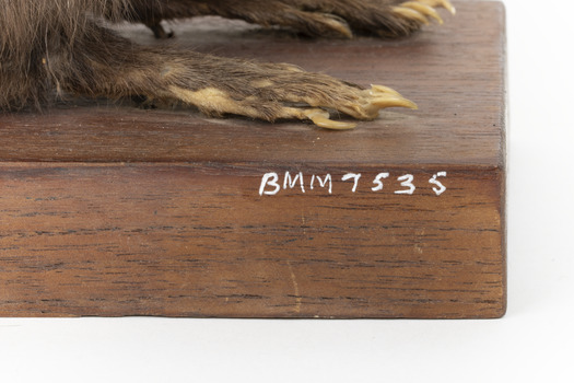 Carolina Squirrel standing on a wooden platform facing front and looking right