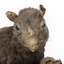 Carolina Squirrel standing on a wooden platform facing front and looking right