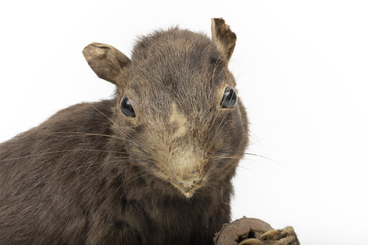 Carolina Squirrel standing on a wooden platform facing front and looking right
