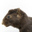 Carolina Squirrel standing on a wooden platform facing front and looking right