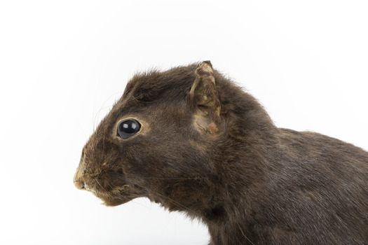 Carolina Squirrel standing on a wooden platform facing front and looking right