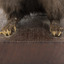 Carolina Squirrel standing on a wooden platform facing front and looking right