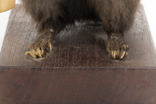 Carolina Squirrel standing on a wooden platform facing front and looking right