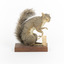 Grey coloured squirrel standing on a wooden platform looking towards the right.