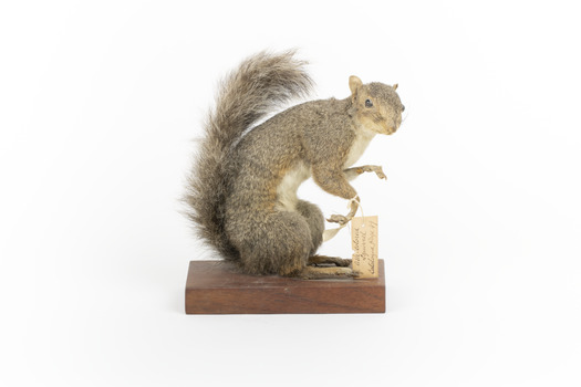 Grey coloured squirrel standing on a wooden platform looking towards the right.