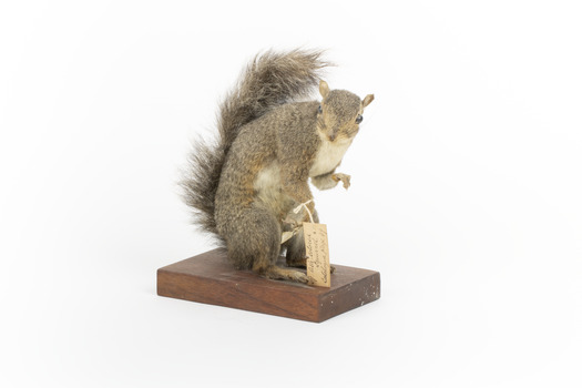 Grey coloured squirrel standing on a wooden platform looking towards the right.