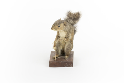 Grey coloured squirrel standing on a wooden platform looking towards the right.