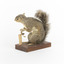 Grey coloured squirrel standing on a wooden platform looking towards the right.