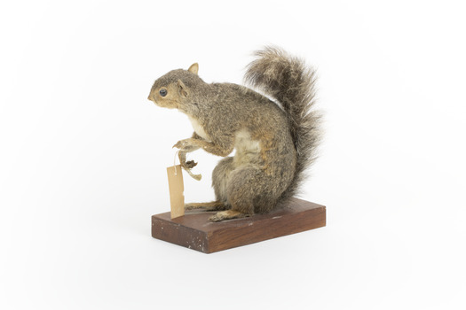 Grey coloured squirrel standing on a wooden platform looking towards the right.