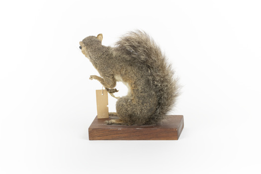 Grey coloured squirrel standing on a wooden platform looking towards the right.