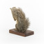 Grey coloured squirrel standing on a wooden platform looking towards the right.