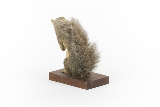 Grey coloured squirrel standing on a wooden platform looking towards the right.