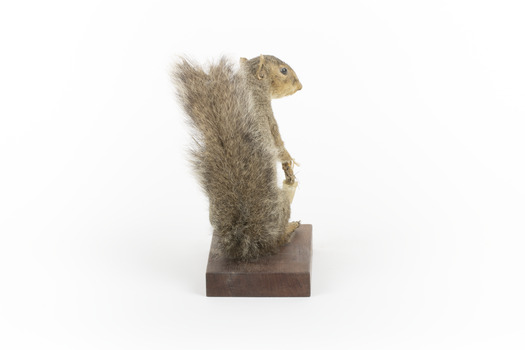 Grey coloured squirrel standing on a wooden platform looking towards the right.