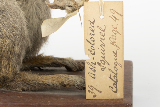 Grey coloured squirrel standing on a wooden platform looking towards the right.