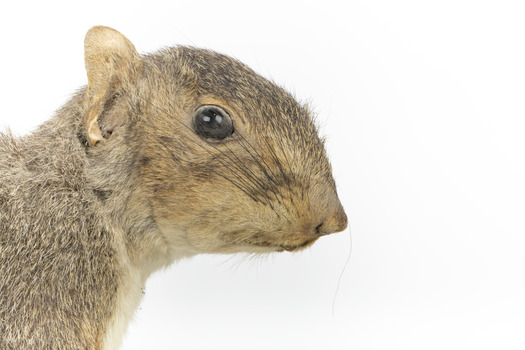 Grey coloured squirrel standing on a wooden platform looking towards the right.