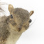 Grey coloured squirrel standing on a wooden platform looking towards the right.