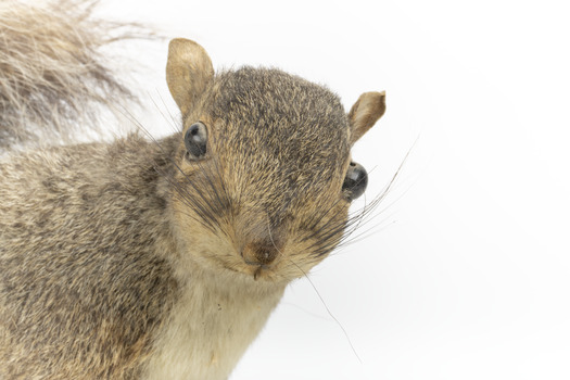 Grey coloured squirrel standing on a wooden platform looking towards the right.