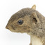 Grey coloured squirrel standing on a wooden platform looking towards the right.