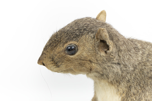 Grey coloured squirrel standing on a wooden platform looking towards the right.
