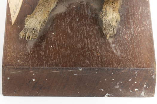 Grey coloured squirrel standing on a wooden platform looking towards the right.