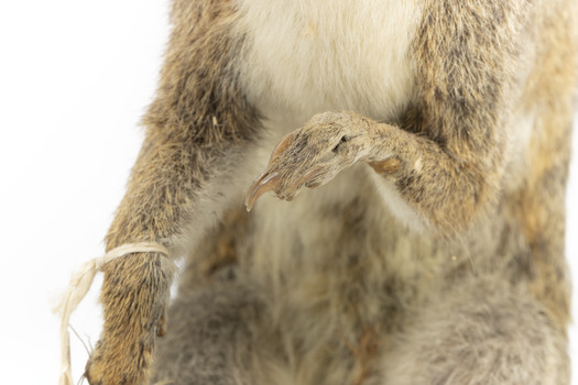 Grey coloured squirrel standing on a wooden platform looking towards the right.