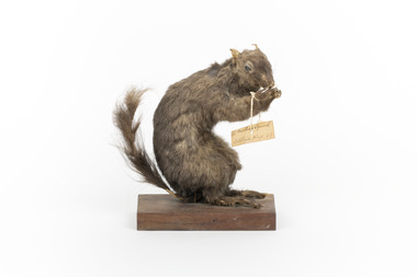 Animal specimen - Carolina Squirrel, Trustees of the Australian Museum, 1860-1880