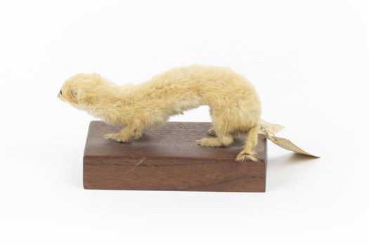 Pale coloured weasel standing on a wooden platform with paper tag tied to back leg