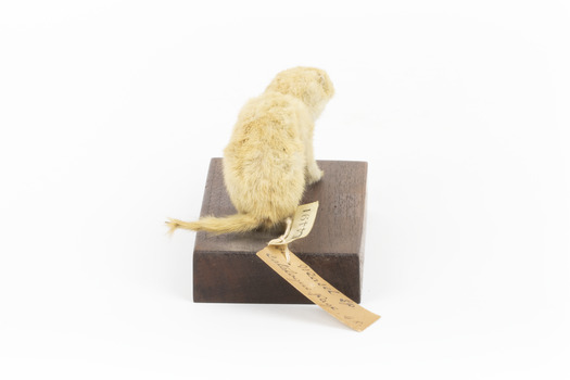 Pale coloured weasel standing on a wooden platform with paper tag tied to back leg