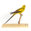 A slim parrot with a long, dusky tapering tail and back-swept wings. It is mostly yellow, with blue-black wings and tail. There is a prominent yellow shoulder patch and red patches in the wings. The bill is deep red or pink. Females and juveniles are duller olive-green with pinkish, duller wing patches. The Regent Parrot's distinctive call is often heard long before the birds appear. This species is also known as Black-tailed, Black-throated or Marlock Parrot or Smoker