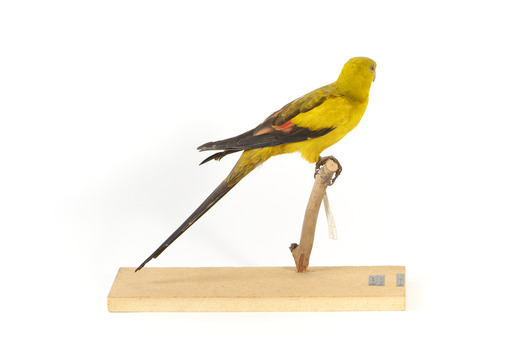 A slim parrot with a long, dusky tapering tail and back-swept wings. It is mostly yellow, with blue-black wings and tail. There is a prominent yellow shoulder patch and red patches in the wings. The bill is deep red or pink. Females and juveniles are duller olive-green with pinkish, duller wing patches. The Regent Parrot's distinctive call is often heard long before the birds appear. This species is also known as Black-tailed, Black-throated or Marlock Parrot or Smoker