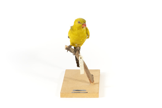 A slim parrot with a long, dusky tapering tail and back-swept wings. It is mostly yellow, with blue-black wings and tail. There is a prominent yellow shoulder patch and red patches in the wings. The bill is deep red or pink. Females and juveniles are duller olive-green with pinkish, duller wing patches. The Regent Parrot's distinctive call is often heard long before the birds appear. This species is also known as Black-tailed, Black-throated or Marlock Parrot or Smoker.