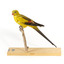 A slim parrot with a long, dusky tapering tail and back-swept wings. It is mostly yellow, with blue-black wings and tail. There is a prominent yellow shoulder patch and red patches in the wings. The bill is deep red or pink. Females and juveniles are duller olive-green with pinkish, duller wing patches. The Regent Parrot's distinctive call is often heard long before the birds appear. This species is also known as Black-tailed, Black-throated or Marlock Parrot or Smoker