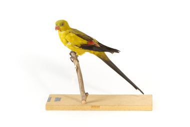 A slim parrot with a long, dusky tapering tail and back-swept wings. It is mostly yellow, with blue-black wings and tail. There is a prominent yellow shoulder patch and red patches in the wings. The bill is deep red or pink. Females and juveniles are duller olive-green with pinkish, duller wing patches. The Regent Parrot's distinctive call is often heard long before the birds appear. This species is also known as Black-tailed, Black-throated or Marlock Parrot or Smoker