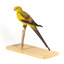 A slim parrot with a long, dusky tapering tail and back-swept wings. It is mostly yellow, with blue-black wings and tail. There is a prominent yellow shoulder patch and red patches in the wings. The bill is deep red or pink. Females and juveniles are duller olive-green with pinkish, duller wing patches. The Regent Parrot's distinctive call is often heard long before the birds appear. This species is also known as Black-tailed, Black-throated or Marlock Parrot or Smoker