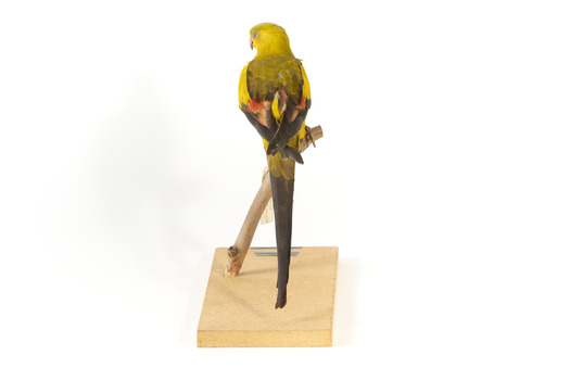 A slim parrot with a long, dusky tapering tail and back-swept wings. It is mostly yellow, with blue-black wings and tail. There is a prominent yellow shoulder patch and red patches in the wings. The bill is deep red or pink. Females and juveniles are duller olive-green with pinkish, duller wing patches. The Regent Parrot's distinctive call is often heard long before the birds appear. This species is also known as Black-tailed, Black-throated or Marlock Parrot or Smoker