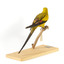A slim parrot with a long, dusky tapering tail and back-swept wings. It is mostly yellow, with blue-black wings and tail. There is a prominent yellow shoulder patch and red patches in the wings. The bill is deep red or pink. Females and juveniles are duller olive-green with pinkish, duller wing patches. The Regent Parrot's distinctive call is often heard long before the birds appear. This species is also known as Black-tailed, Black-throated or Marlock Parrot or Smoker