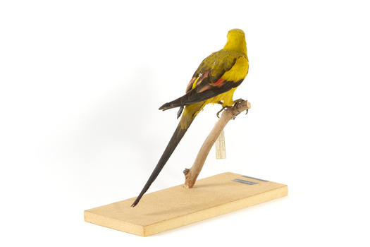 A slim parrot with a long, dusky tapering tail and back-swept wings. It is mostly yellow, with blue-black wings and tail. There is a prominent yellow shoulder patch and red patches in the wings. The bill is deep red or pink. Females and juveniles are duller olive-green with pinkish, duller wing patches. The Regent Parrot's distinctive call is often heard long before the birds appear. This species is also known as Black-tailed, Black-throated or Marlock Parrot or Smoker