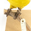 The claws of the regent parrot mounted on a wooden stick on a wooden board with a tag around its left foot.