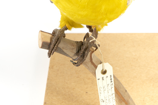 The claws of the regent parrot mounted on a wooden stick on a wooden board with a tag around its left foot.