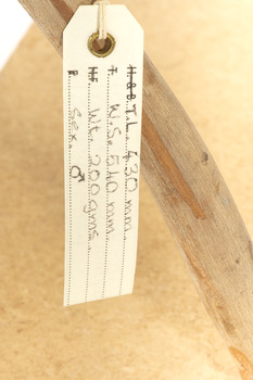The Tag wrapped around the left foot of the regent parrot displaying its height details and sex