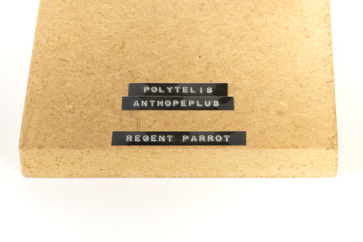 The base of the wooden board mount displaying the scientific name of the regent parrot 
