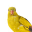 A slim parrot with a long, dusky tapering tail and back-swept wings. It is mostly yellow, with blue-black wings and tail. There is a prominent yellow shoulder patch and red patches in the wings. The bill is deep red or pink. Females and juveniles are duller olive-green with pinkish, duller wing patches. The Regent Parrot's distinctive call is often heard long before the birds appear. This species is also known as Black-tailed, Black-throated or Marlock Parrot or Smoker.