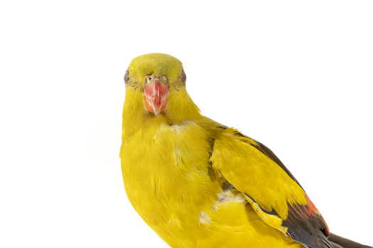 A slim parrot with a long, dusky tapering tail and back-swept wings. It is mostly yellow, with blue-black wings and tail. There is a prominent yellow shoulder patch and red patches in the wings. The bill is deep red or pink. Females and juveniles are duller olive-green with pinkish, duller wing patches. The Regent Parrot's distinctive call is often heard long before the birds appear. This species is also known as Black-tailed, Black-throated or Marlock Parrot or Smoker.