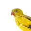 A slim parrot with a long, dusky tapering tail and back-swept wings. It is mostly yellow, with blue-black wings and tail. There is a prominent yellow shoulder patch and red patches in the wings. The bill is deep red or pink. Females and juveniles are duller olive-green with pinkish, duller wing patches. The Regent Parrot's distinctive call is often heard long before the birds appear. This species is also known as Black-tailed, Black-throated or Marlock Parrot or Smoker.
