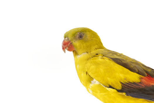 A slim parrot with a long, dusky tapering tail and back-swept wings. It is mostly yellow, with blue-black wings and tail. There is a prominent yellow shoulder patch and red patches in the wings. The bill is deep red or pink. Females and juveniles are duller olive-green with pinkish, duller wing patches. The Regent Parrot's distinctive call is often heard long before the birds appear. This species is also known as Black-tailed, Black-throated or Marlock Parrot or Smoker.