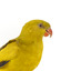 A slim parrot with a long, dusky tapering tail and back-swept wings. It is mostly yellow, with blue-black wings and tail. There is a prominent yellow shoulder patch and red patches in the wings. The bill is deep red or pink. Females and juveniles are duller olive-green with pinkish, duller wing patches. The Regent Parrot's distinctive call is often heard long before the birds appear. This species is also known as Black-tailed, Black-throated or Marlock Parrot or Smoker.