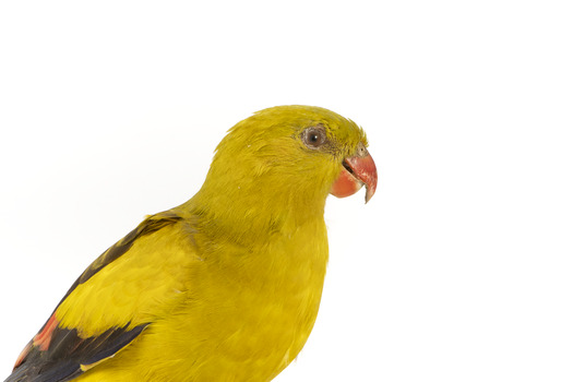 A slim parrot with a long, dusky tapering tail and back-swept wings. It is mostly yellow, with blue-black wings and tail. There is a prominent yellow shoulder patch and red patches in the wings. The bill is deep red or pink. Females and juveniles are duller olive-green with pinkish, duller wing patches. The Regent Parrot's distinctive call is often heard long before the birds appear. This species is also known as Black-tailed, Black-throated or Marlock Parrot or Smoker.